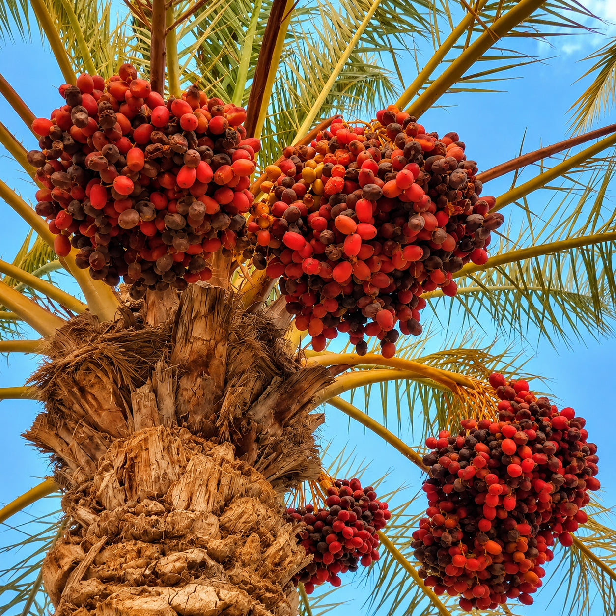 Batana Oil palm fruit